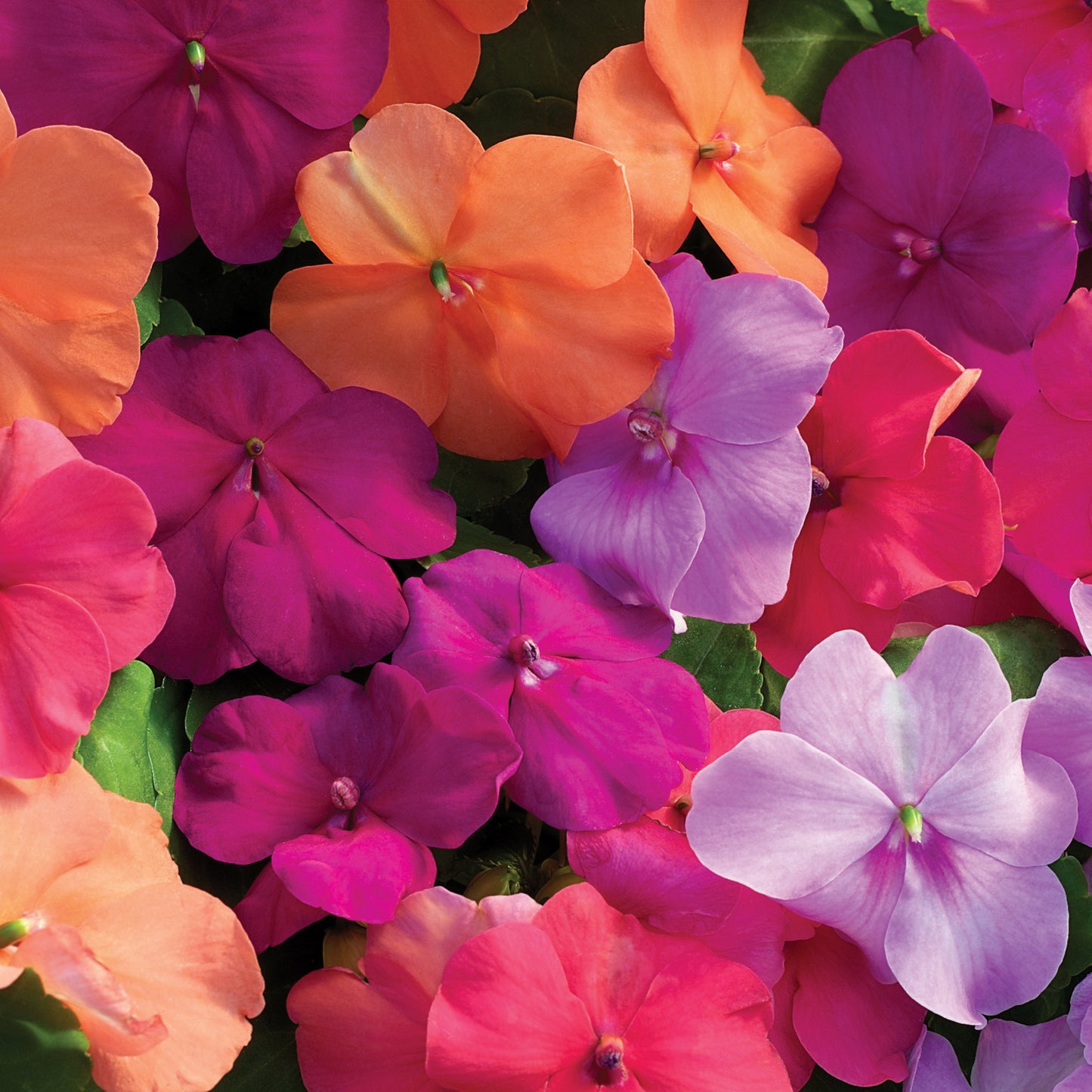 Impatiens Utopia Mix (3-pack)