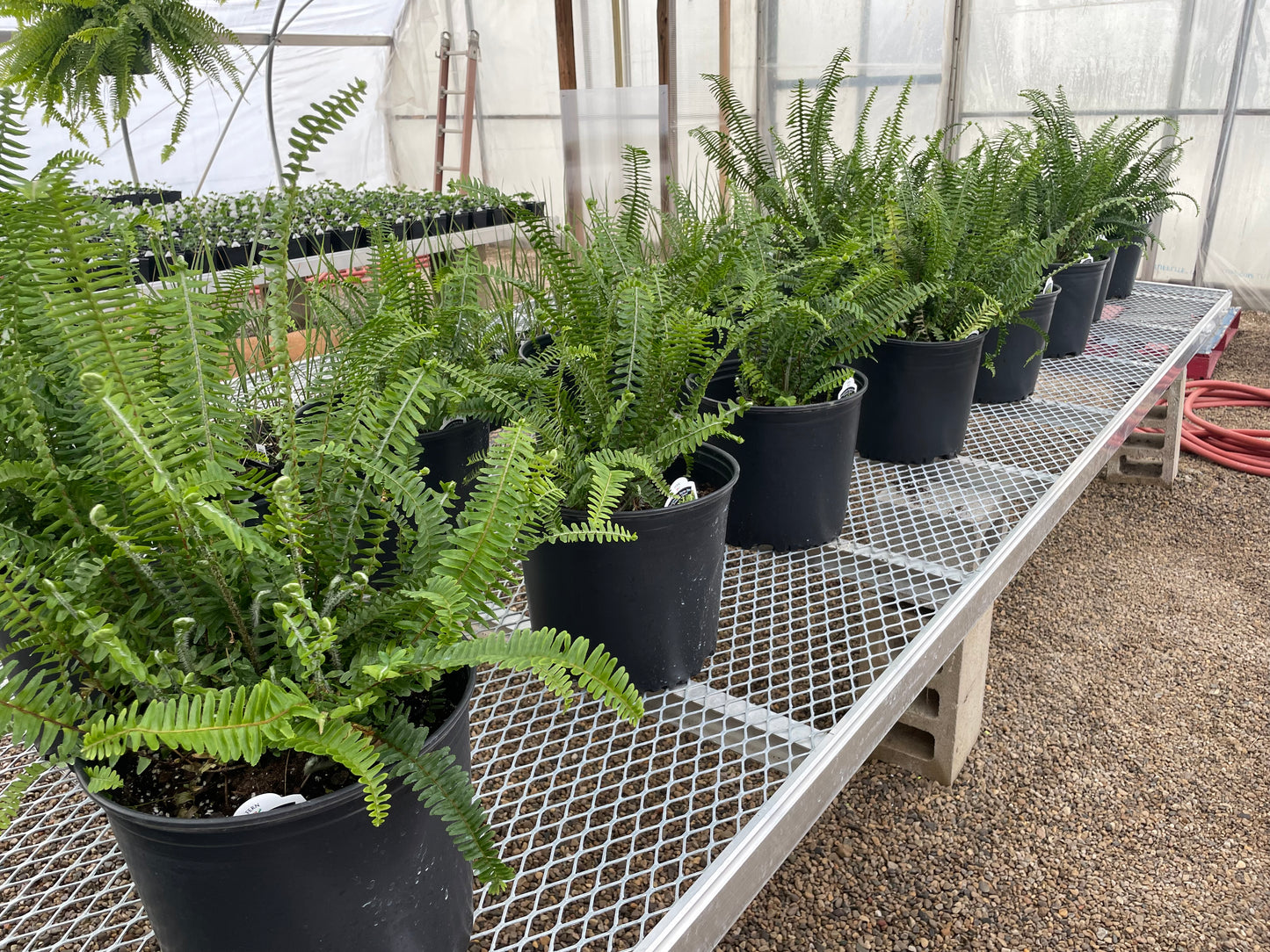 Kimberly Queen Fern