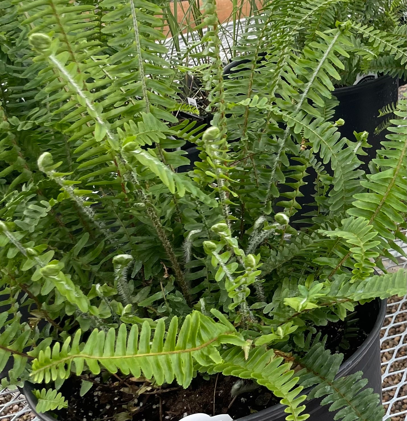 Kimberly Queen Fern