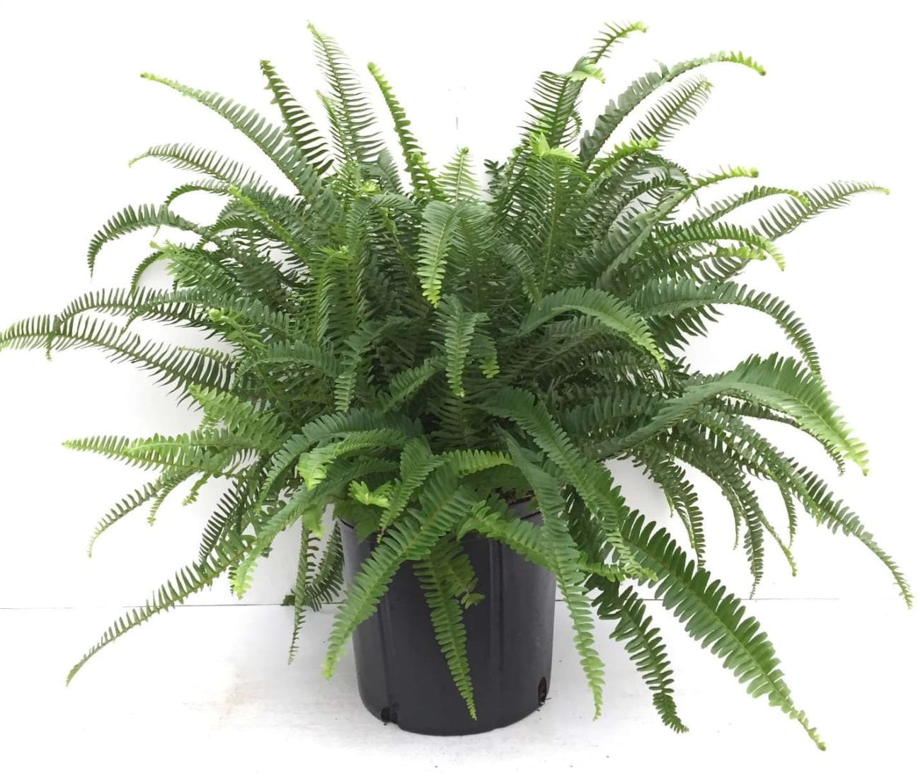 Kimberly Queen Fern