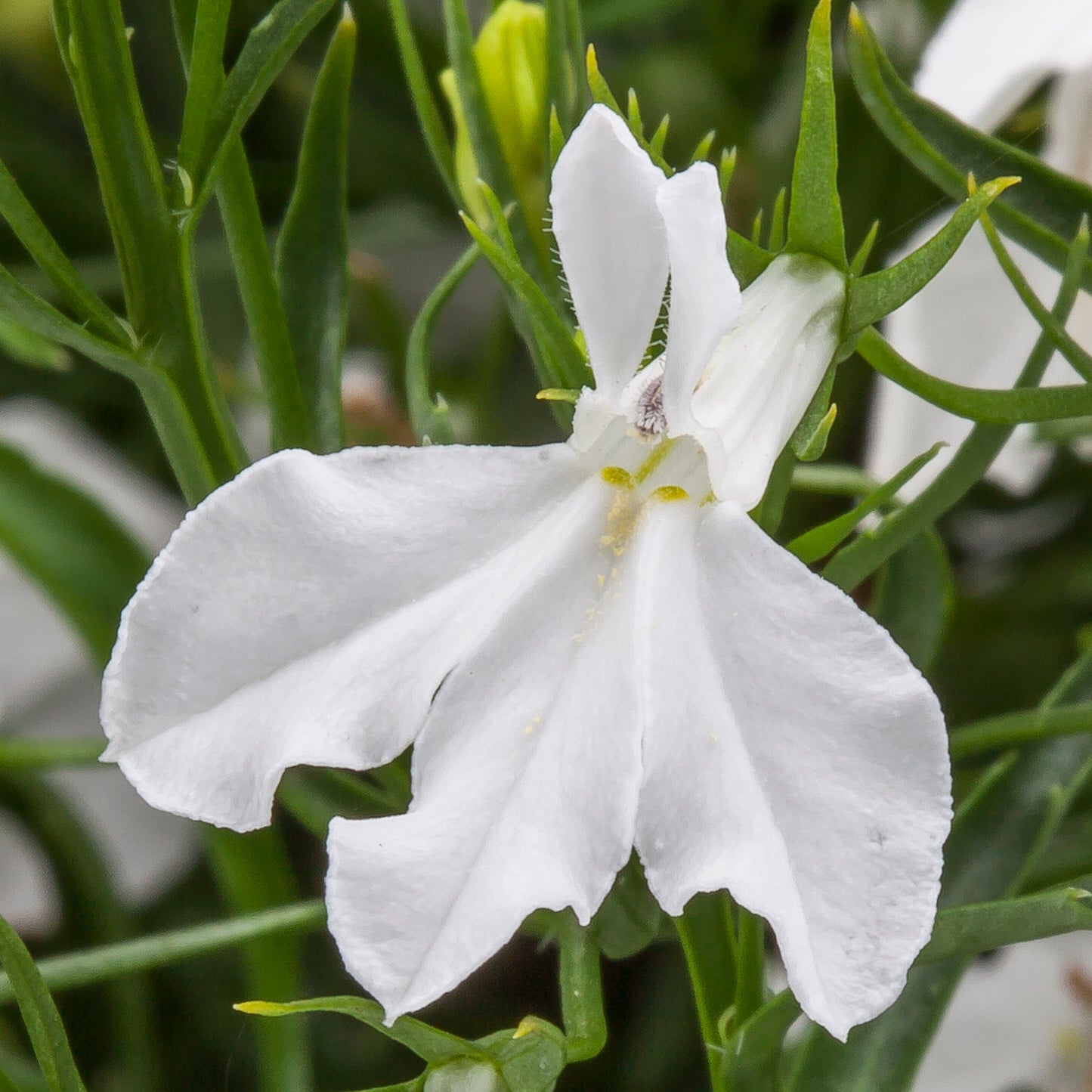 Lobelia Techno® White (5" orange pot)