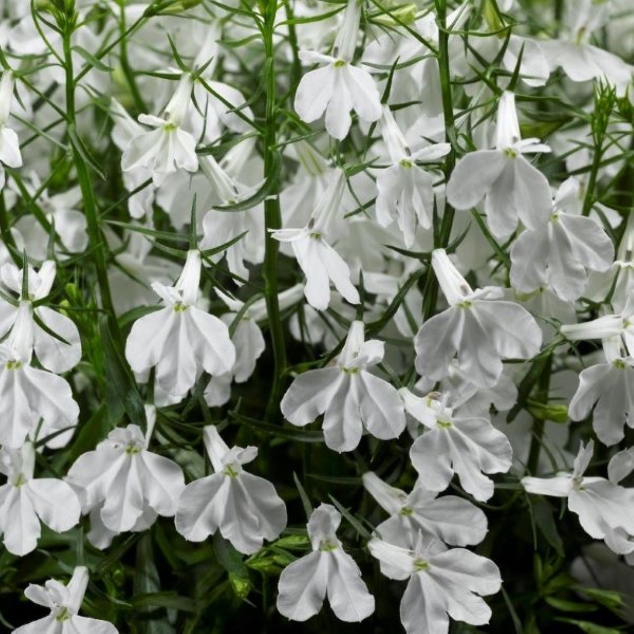 Lobelia White (3-pack)