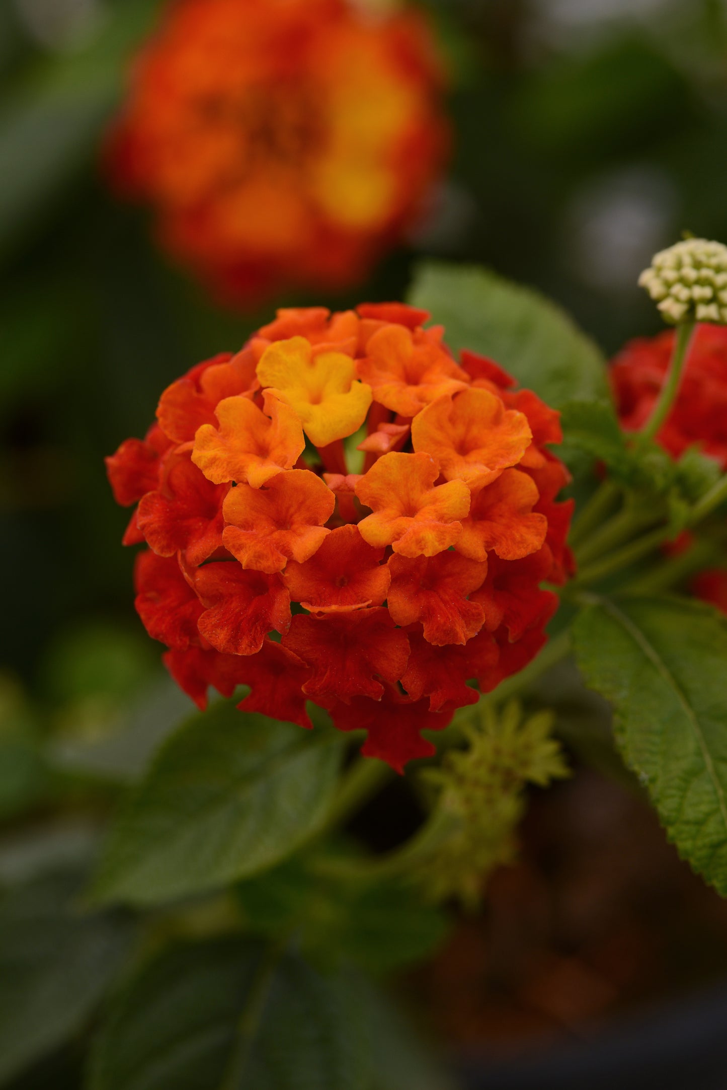 Lantana Lucky Red (5" pot)