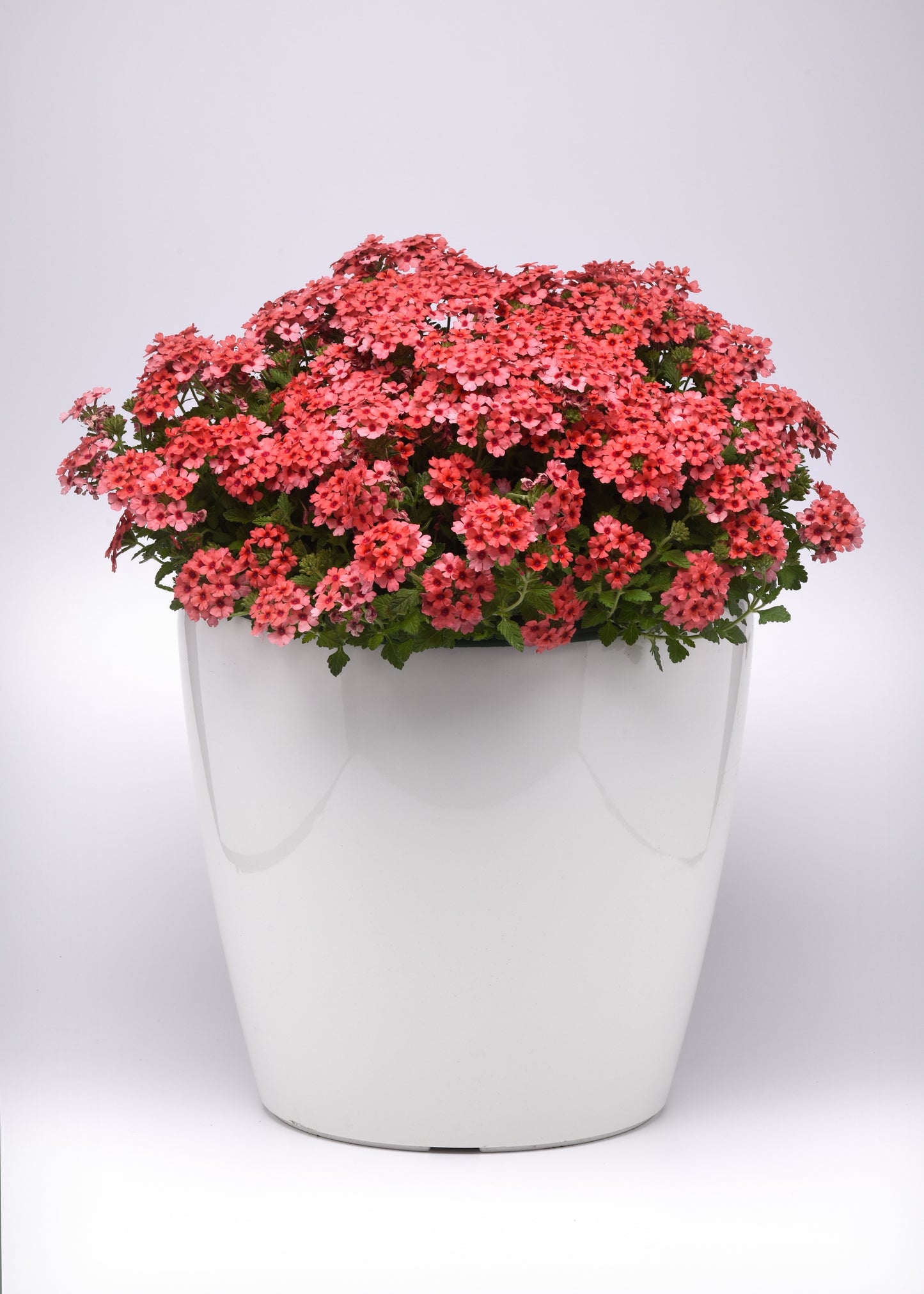 Verbena Lascar™ Mango Orange (5" pot)