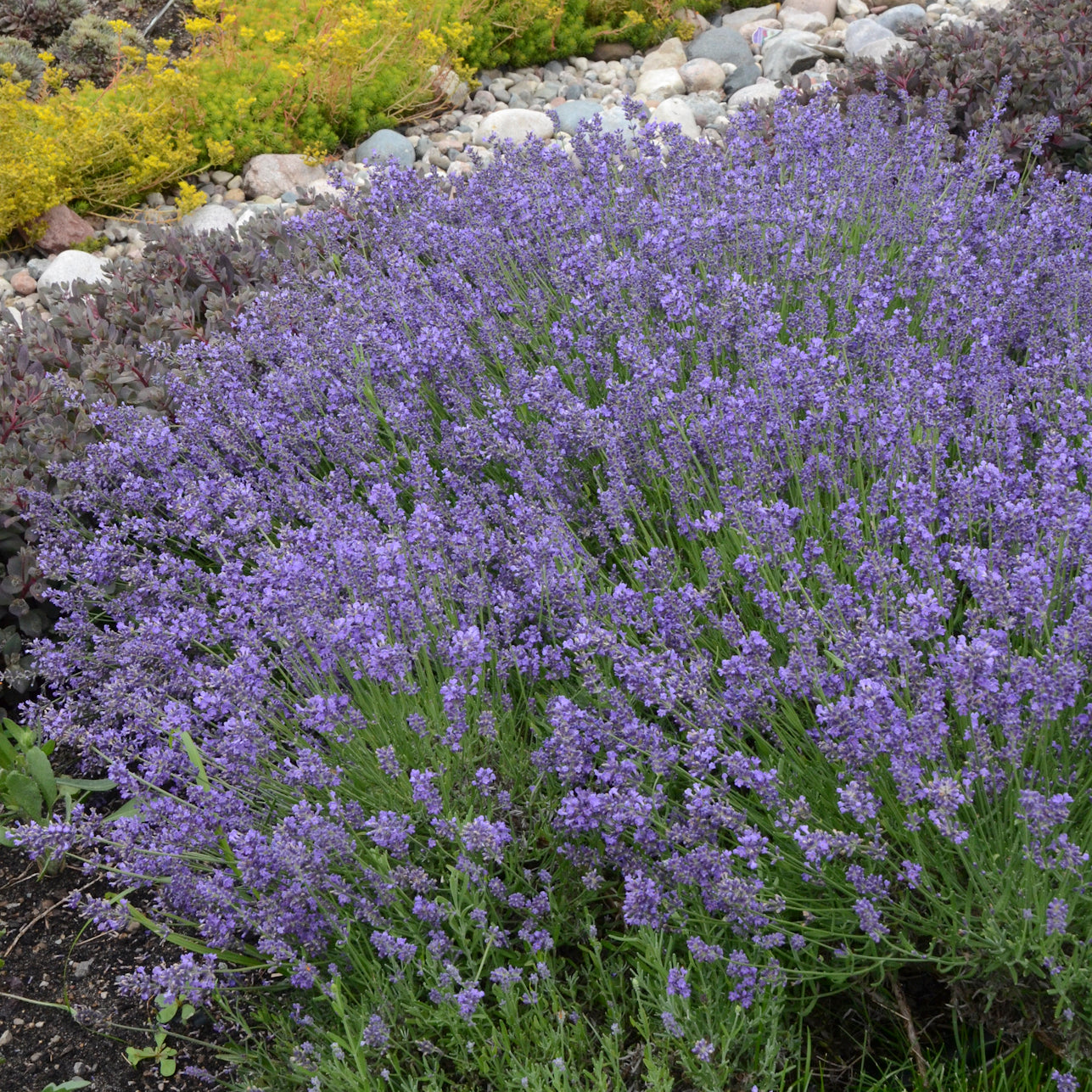 Lavender "English" (aka Essence Purple) (6.5" tall pot)