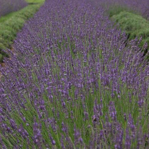 Lavender "English" (Phenomenal variety) (6.5" tall pot)