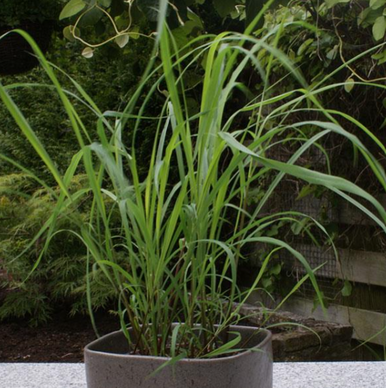 Herb Lemon Grass (3.5" pot)