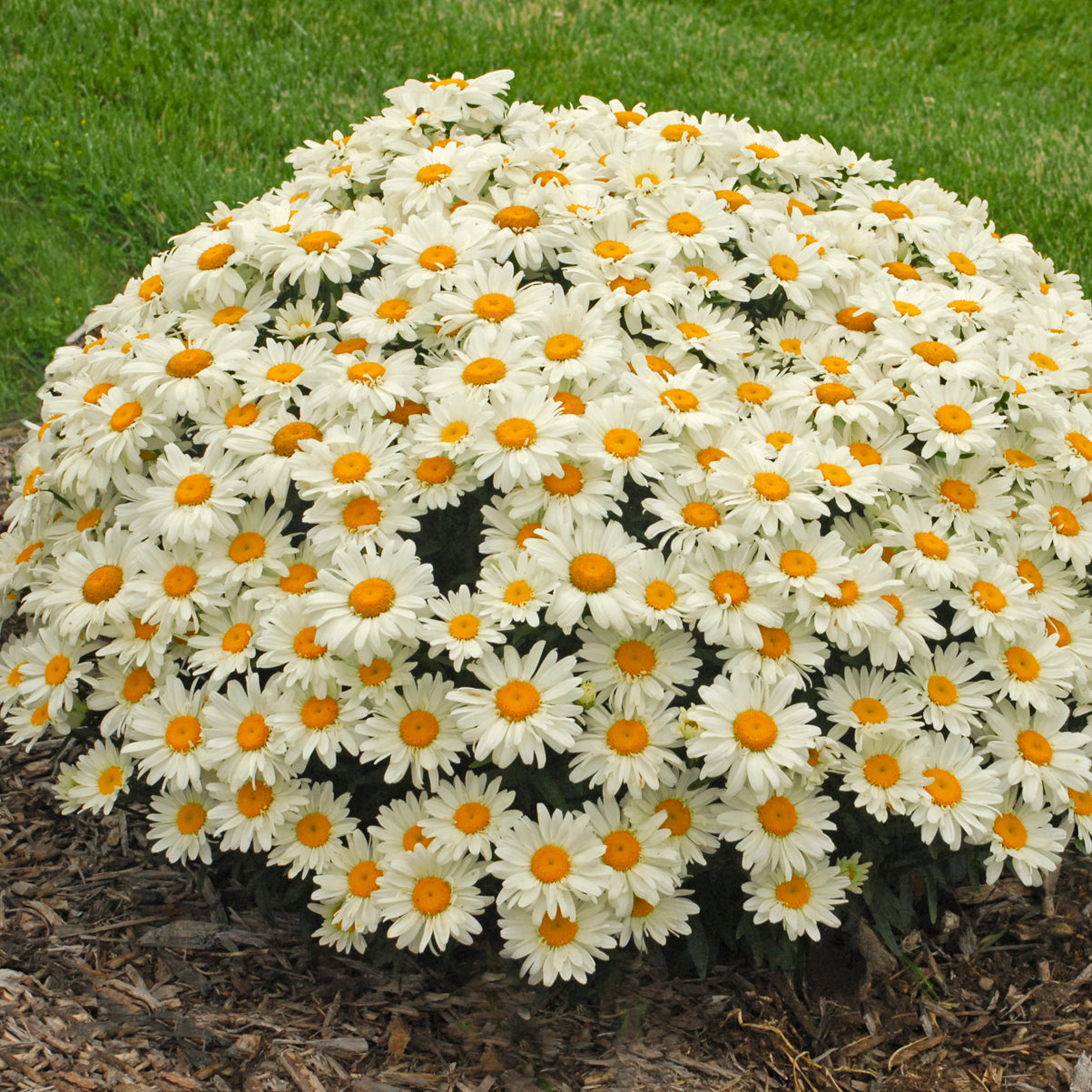 Leucanthemum - Whoops-a-Daisy
