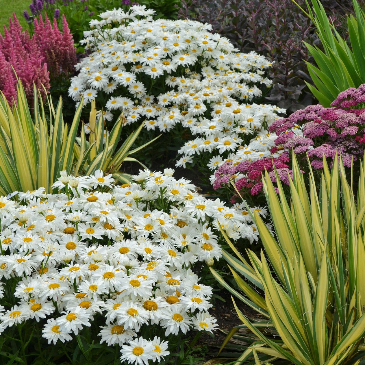 Leucanthemum - Whoops-a-Daisy