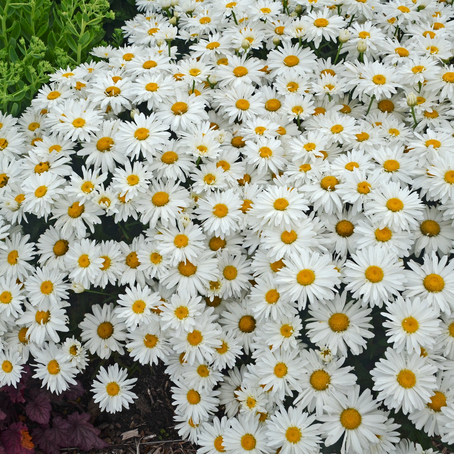 Leucanthemum - Whoops-a-Daisy