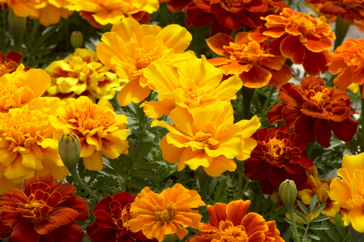 French Marigold Safari Mix (3-pack)
