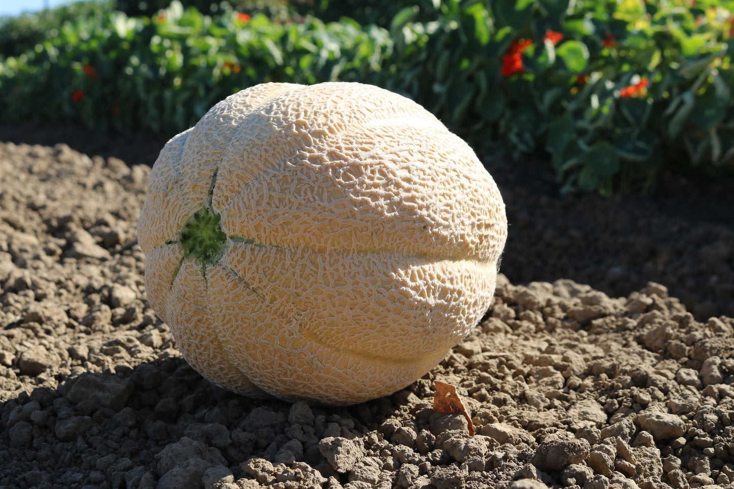 Muskmelon (Cantaloupe) Burpee Hybrid (3.5" pot)