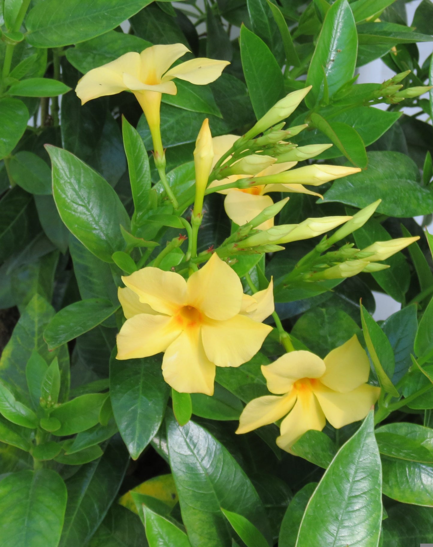 Mandevilla Sunbeam (6" orange pot)