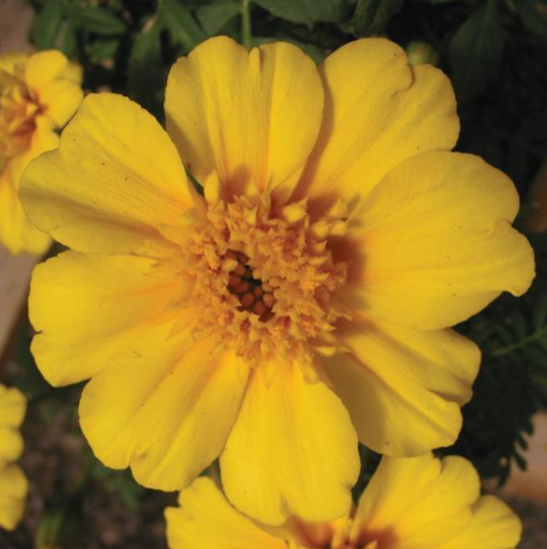 Marigold Disco Yellow - DWARF (3-pack)