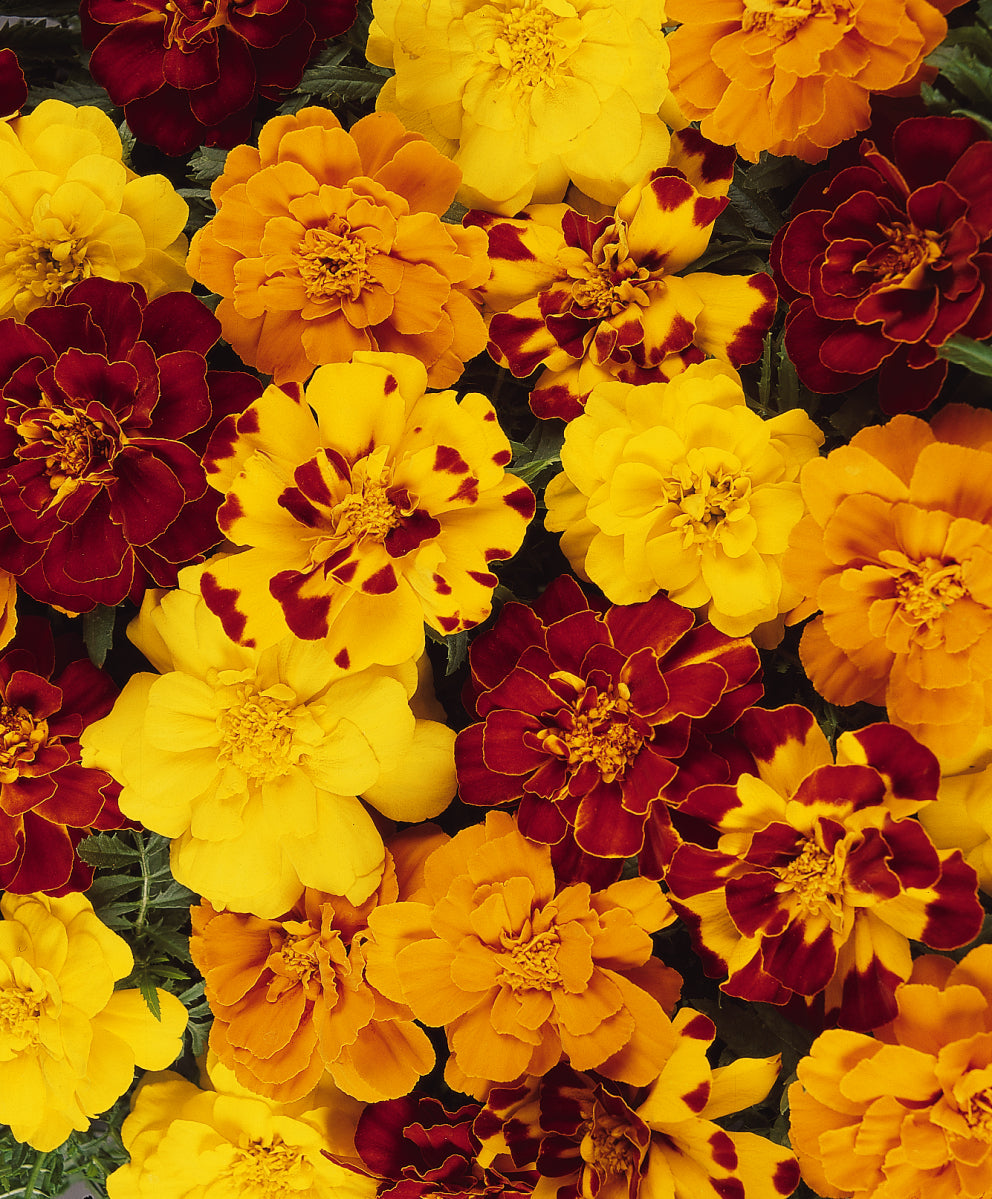 Marigold Durango Mix - DWARF (3-pack)