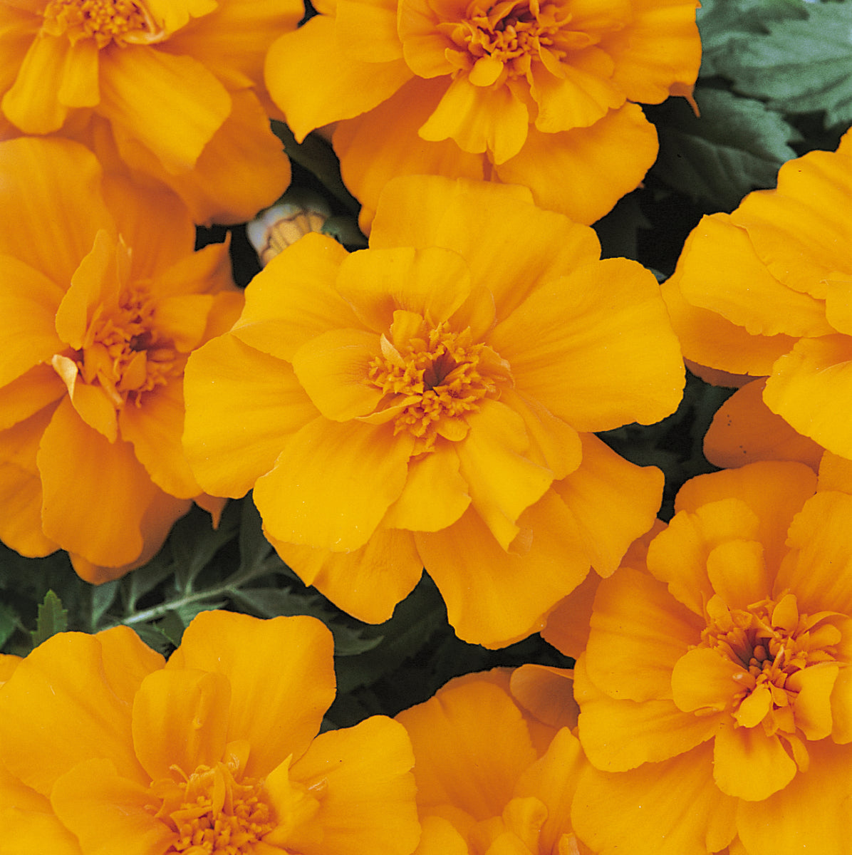 Marigold Durango Orange - DWARF (3-pack)