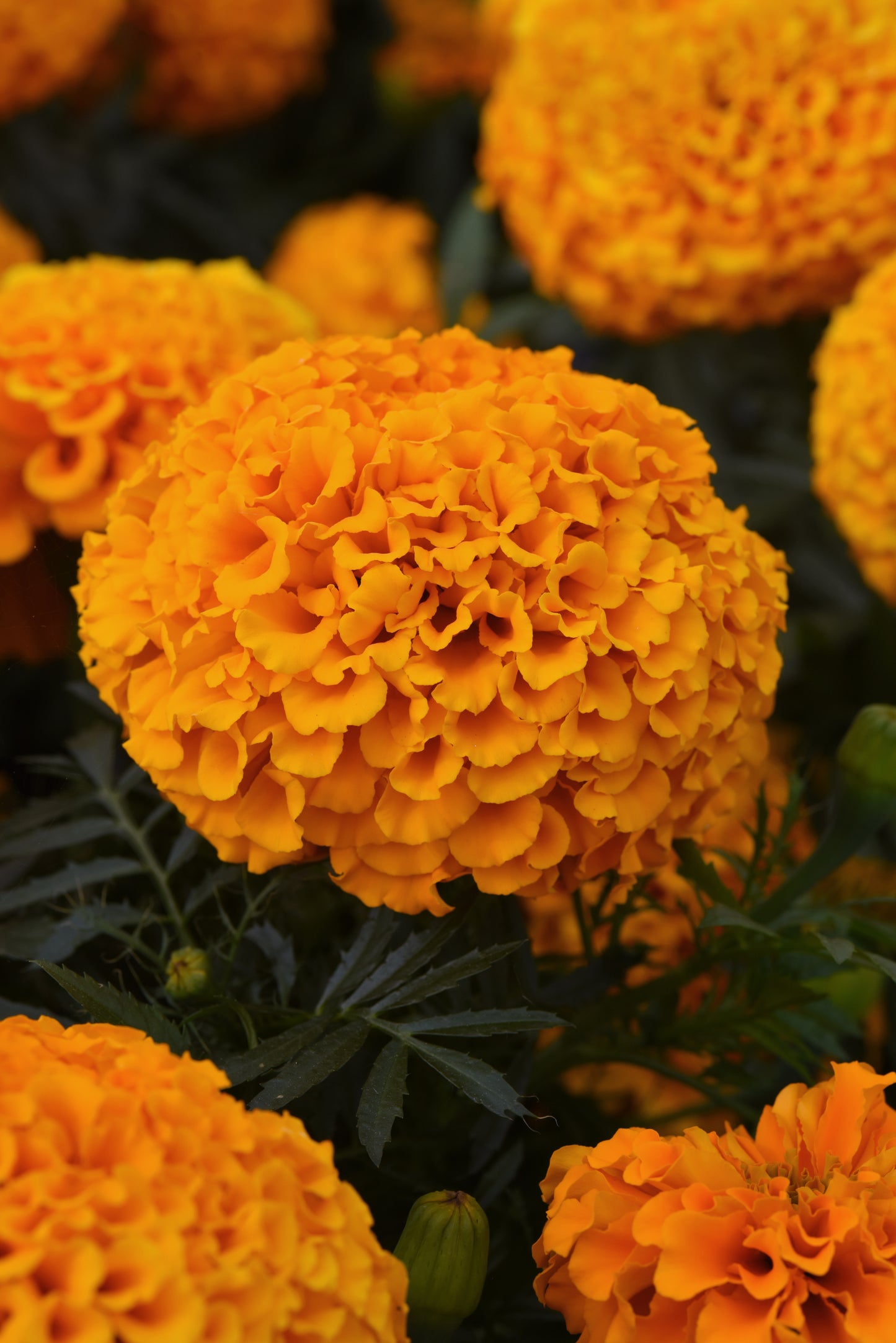 Marigold Marvel Orange - LARGE (3-pack)