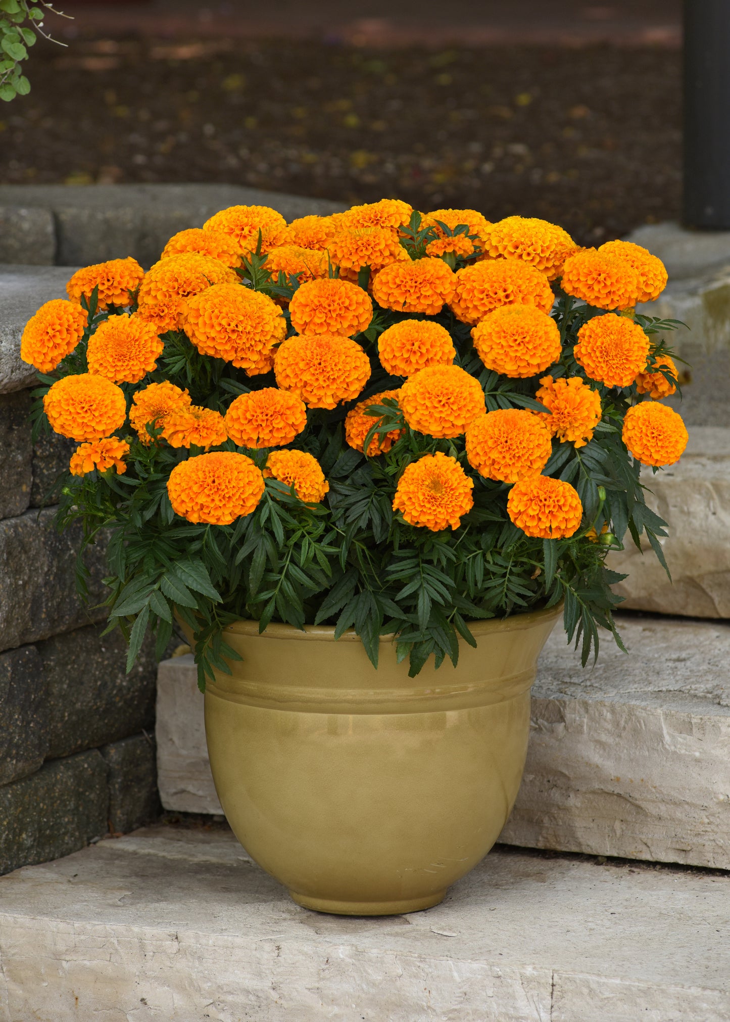 Marigold Marvel Orange - LARGE (3-pack)