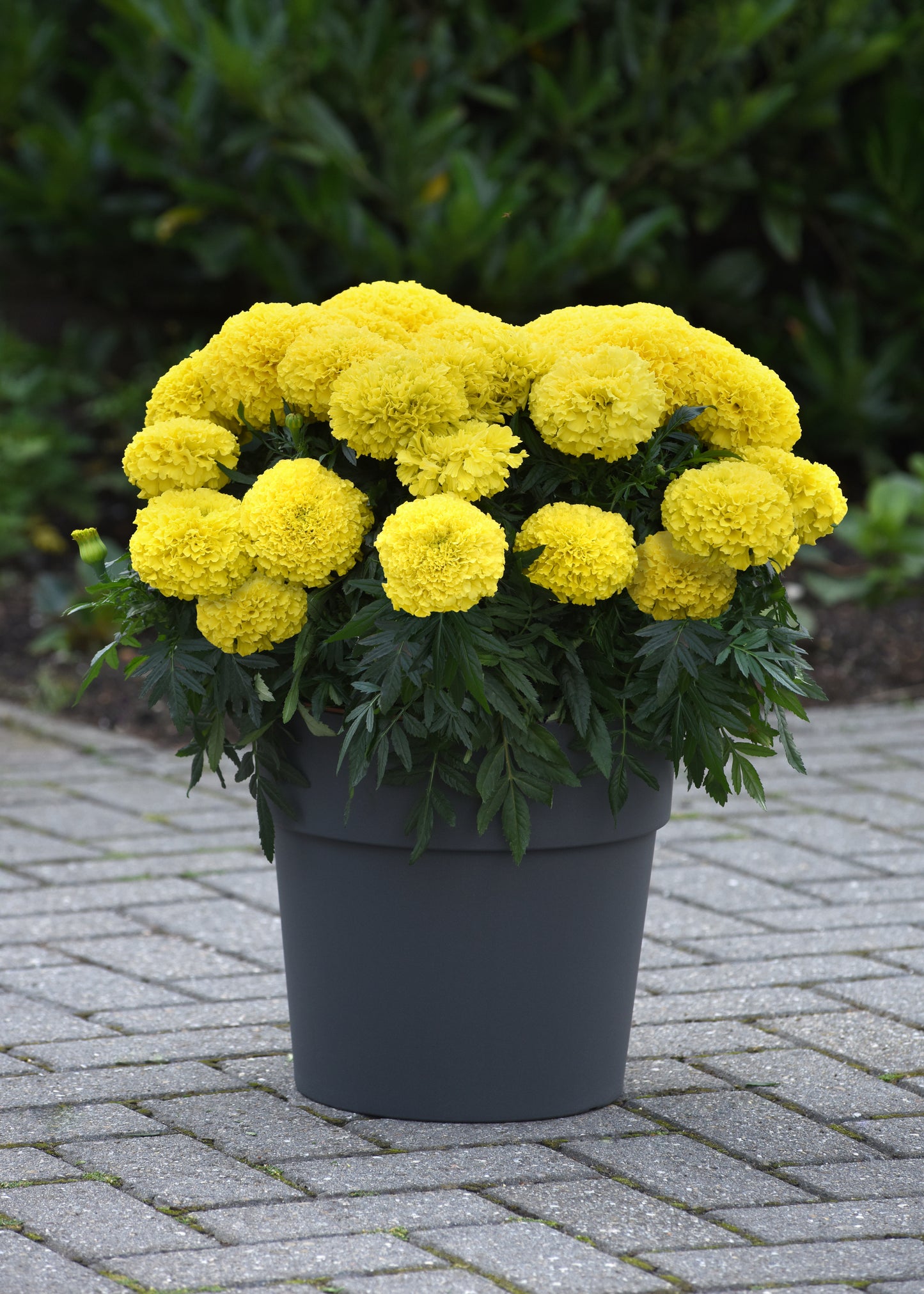Marigold Marvel Yellow - LARGE (3-pack)