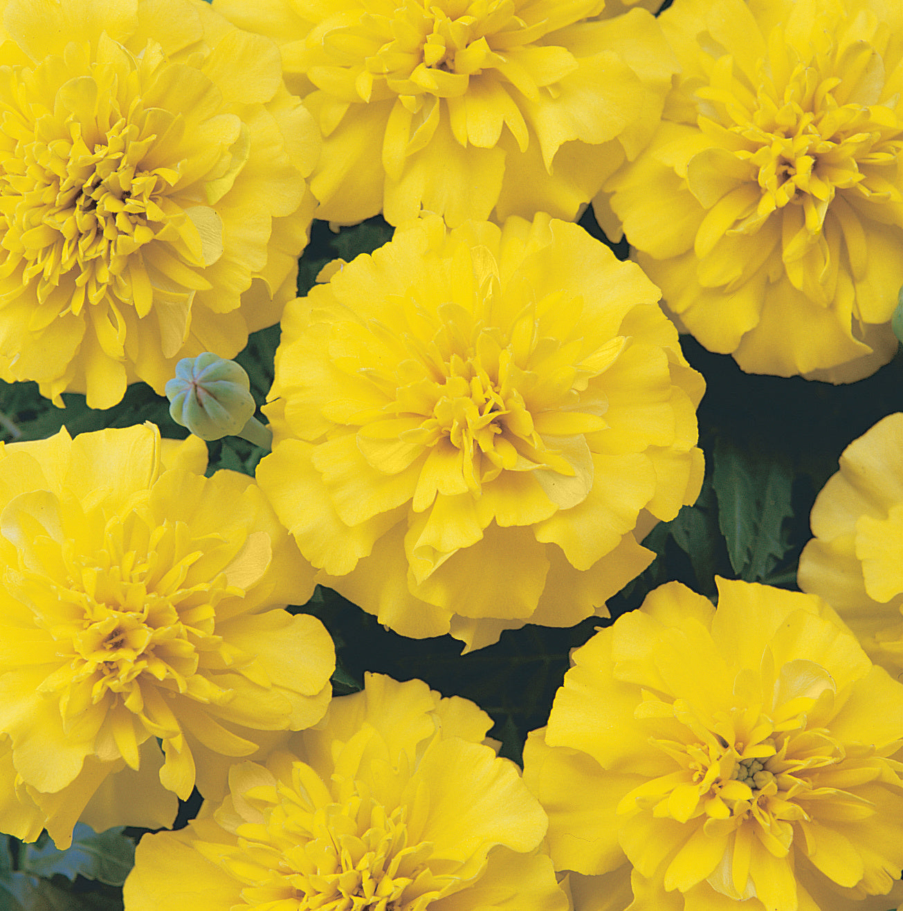 Marigold Bonanza Yellow - DWARF (3-pack)