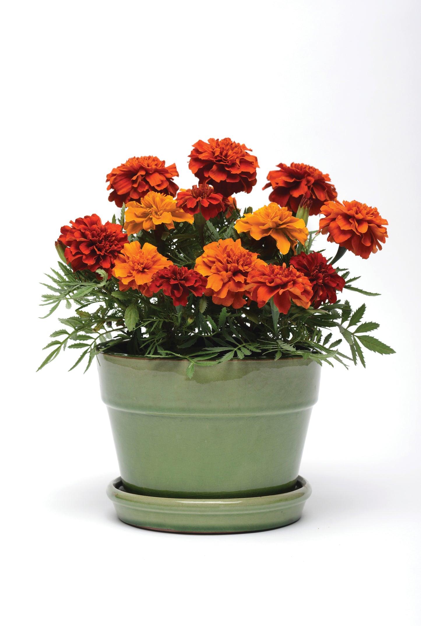 Marigold Fireball - DWARF (3-pack)