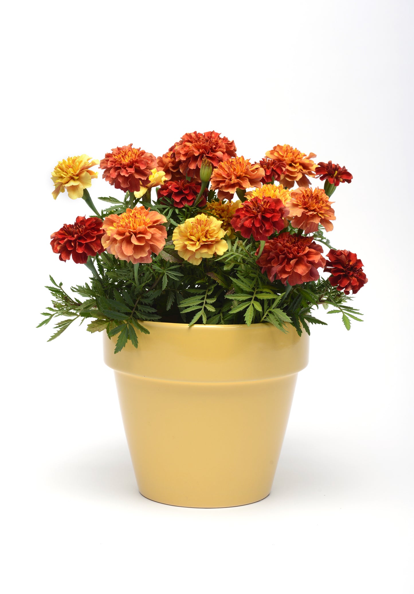 Marigold Strawberry Blonde - DWARF (3-pack)