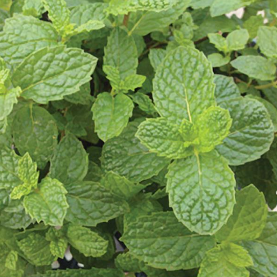 Herb Mojito Mint (3.5" pot)