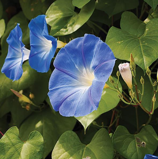 Morning Glory Heavenly Blue (5" orange pot)