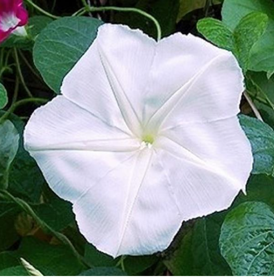 Morning Glory Moonflower White (5" orange pot)