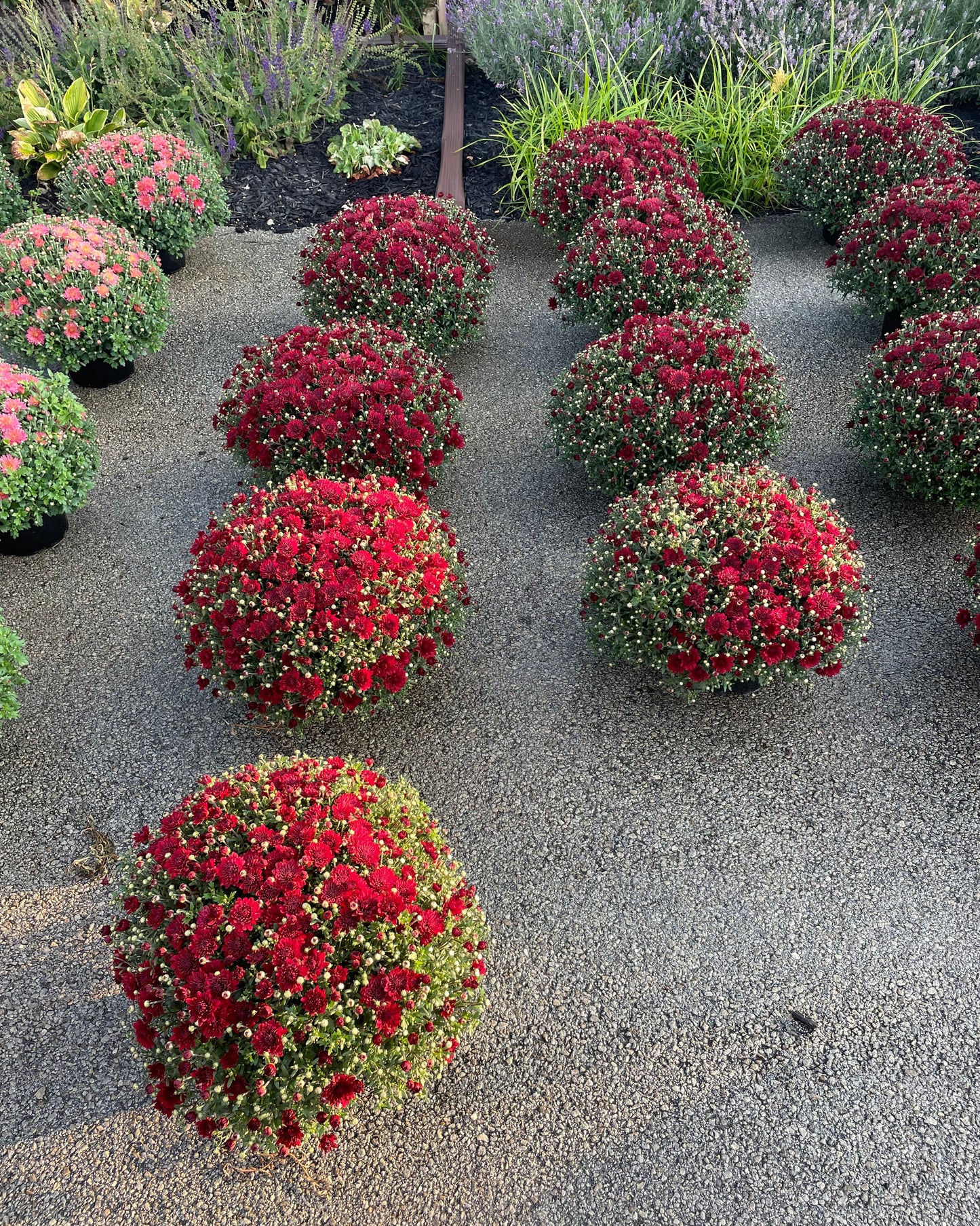 Burgundy 9" Mum