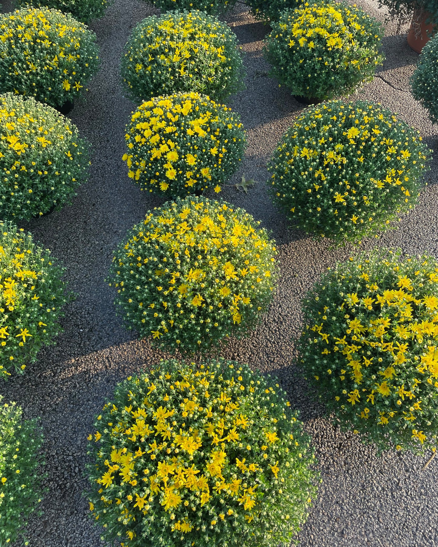 Yellow 9" Mum