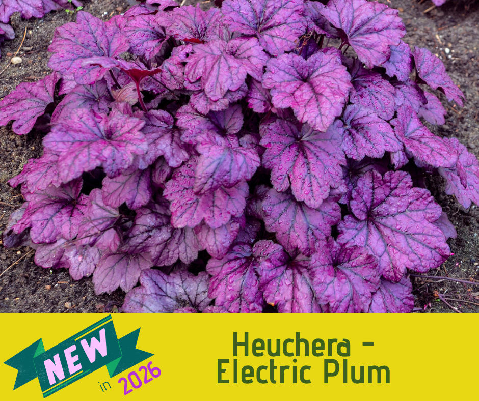 Heuchera - Electric Plum