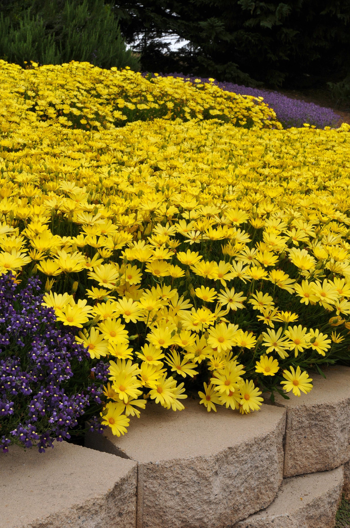Osteospermum Voltage Yellow (5" orange pot)