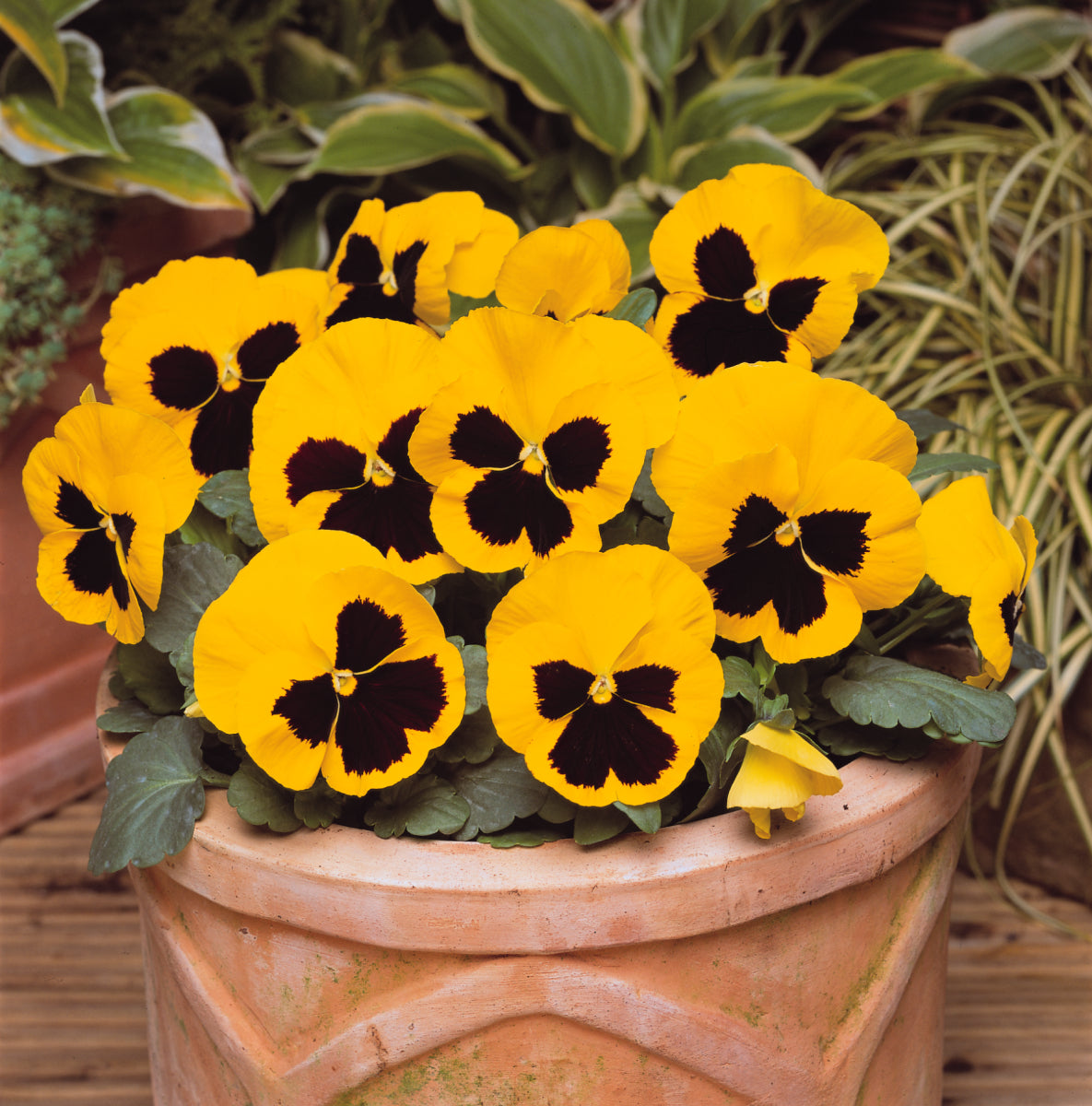 Pansy Matrix Yellow Blotch (3-pack)
