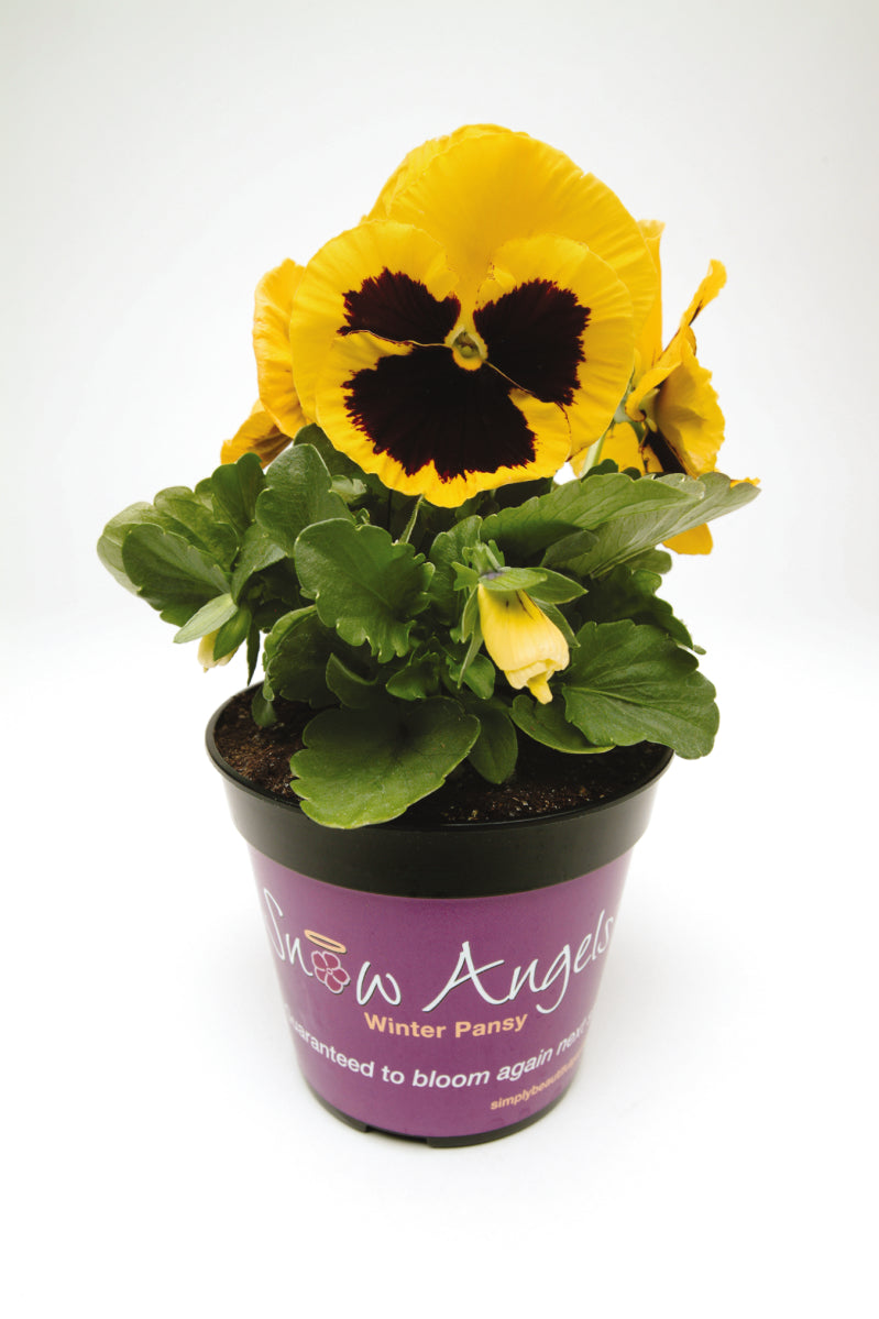 Pansy Matrix Yellow Blotch (3-pack)