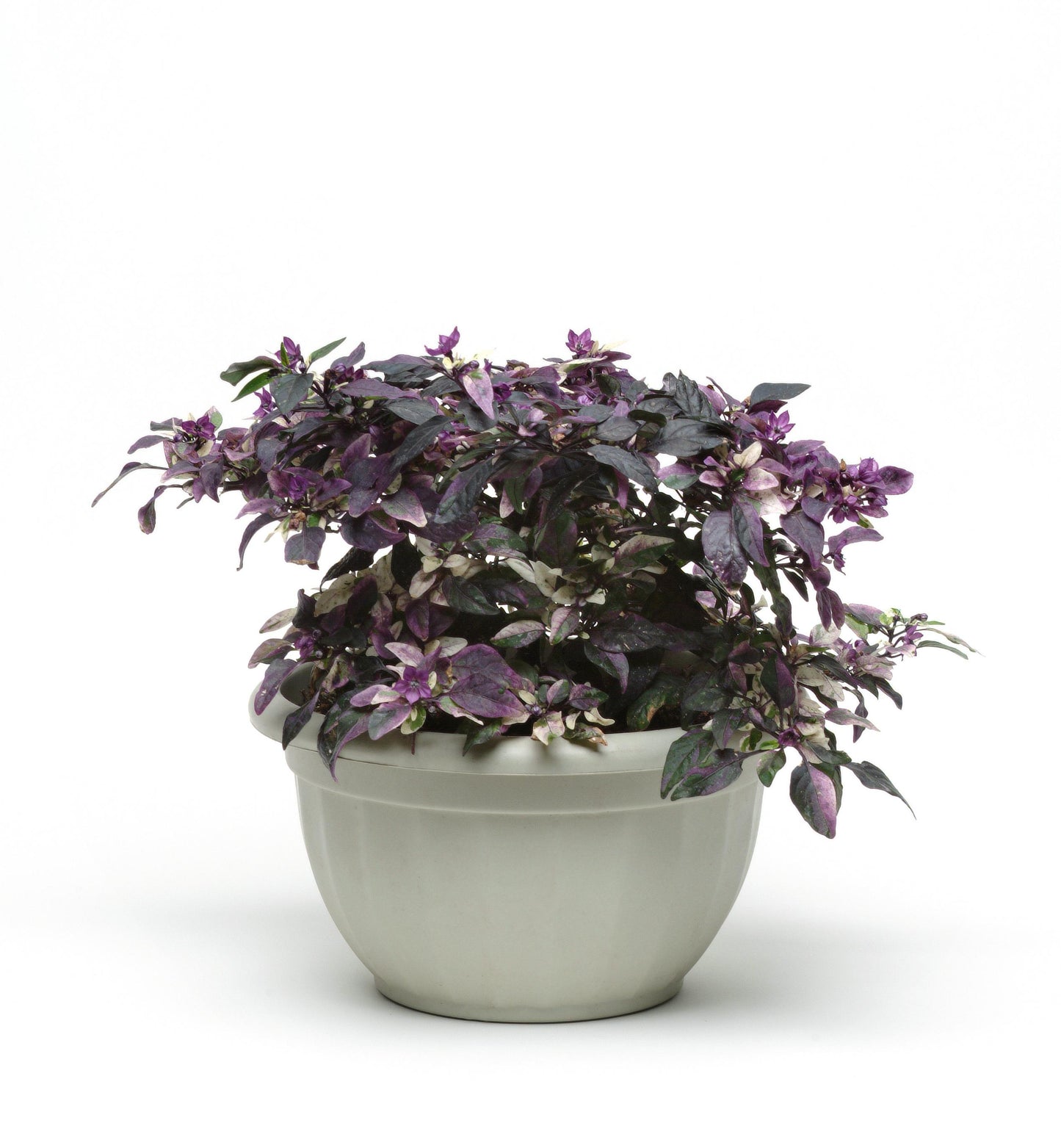 Purple Flash Ornamental Peppers
