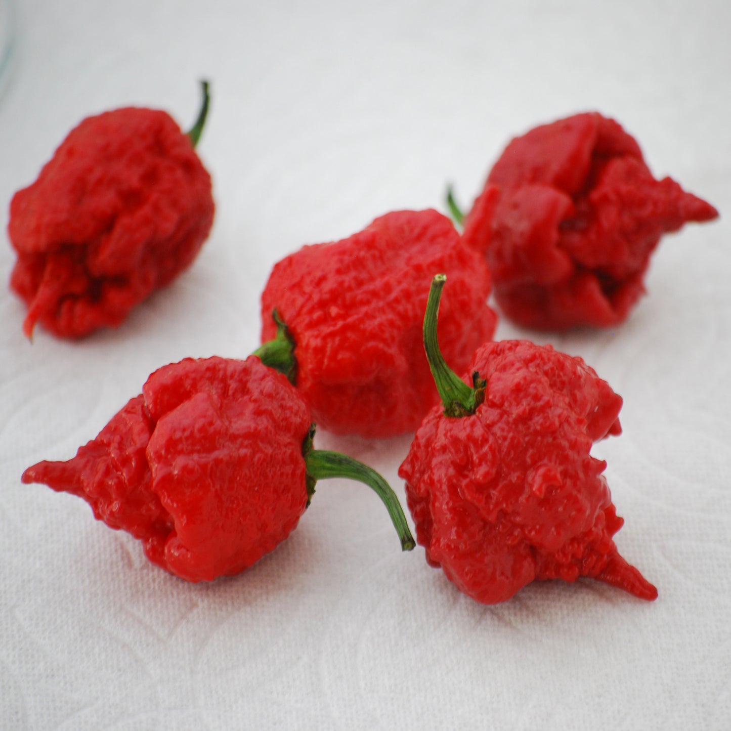 Pepper Carolina Reaper (6" orange pot)