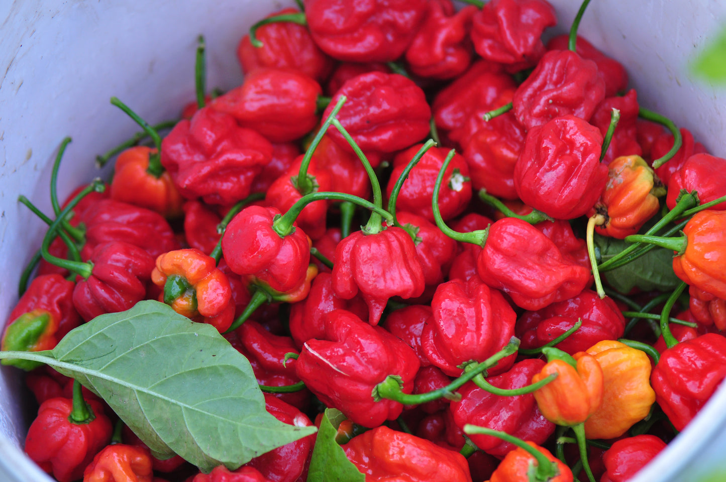 Pepper Trinidad Scorpion (6" orange pot)