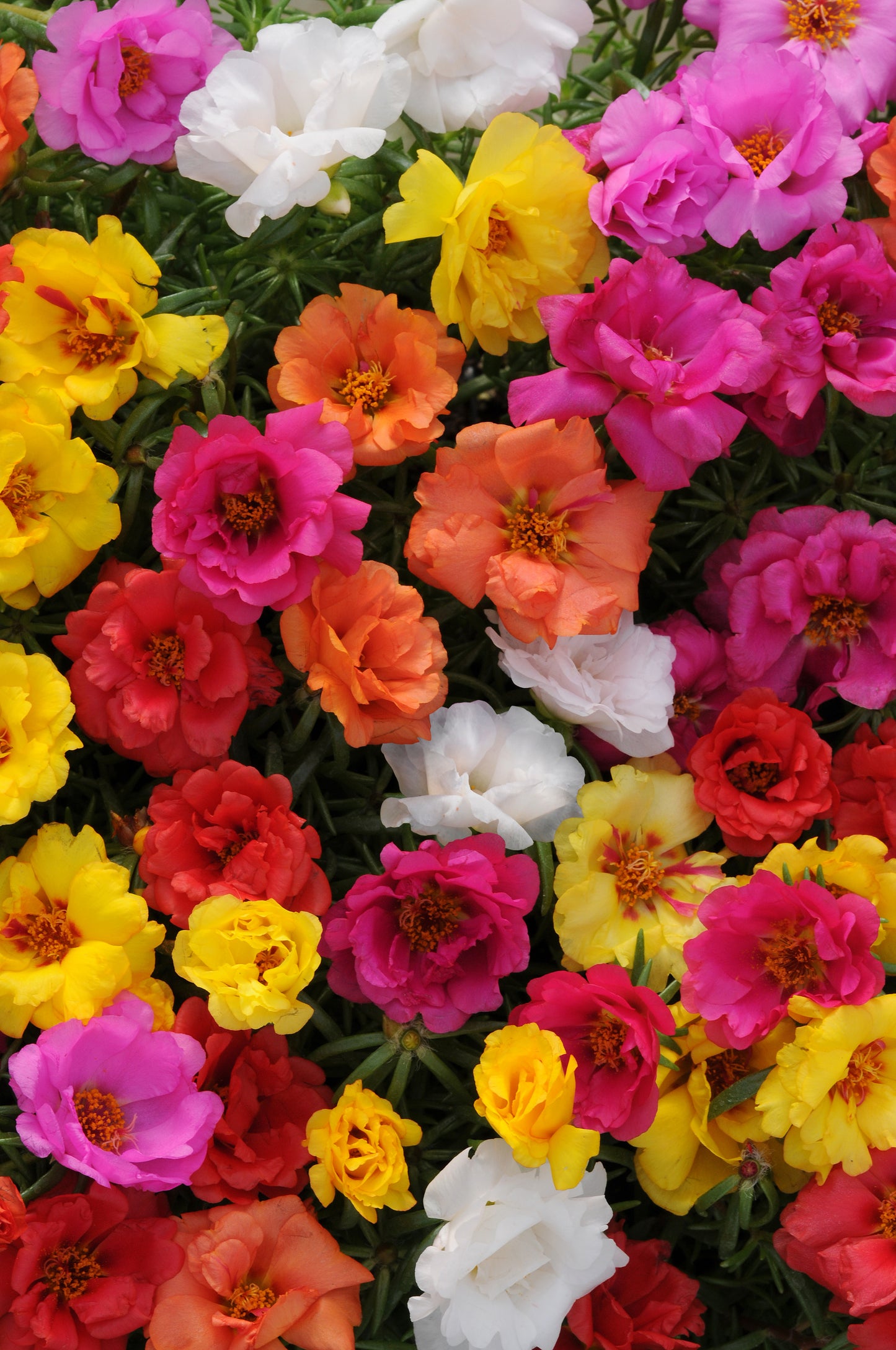 Portulaca Happy Hour Mix (Strawberry Jar)