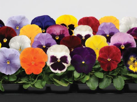 Pansy Spring Matrix Mix (3.5" pot)