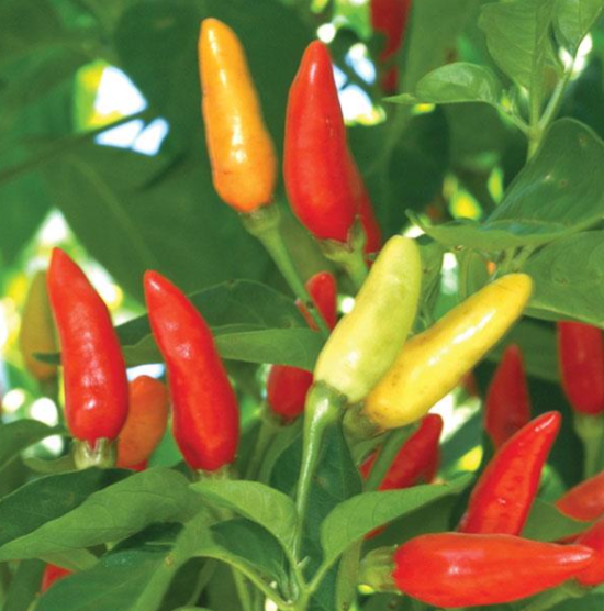 Pepper Tabasco (3-pack)