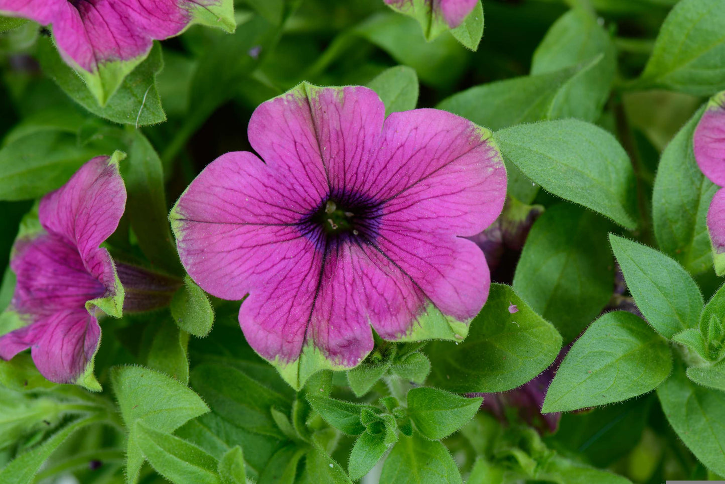 Petunia Cascadias Pitaya (5" pot)