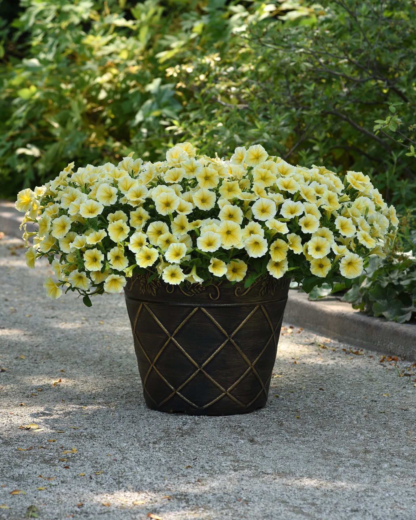 Petunia Bee's Knees (5" pot)