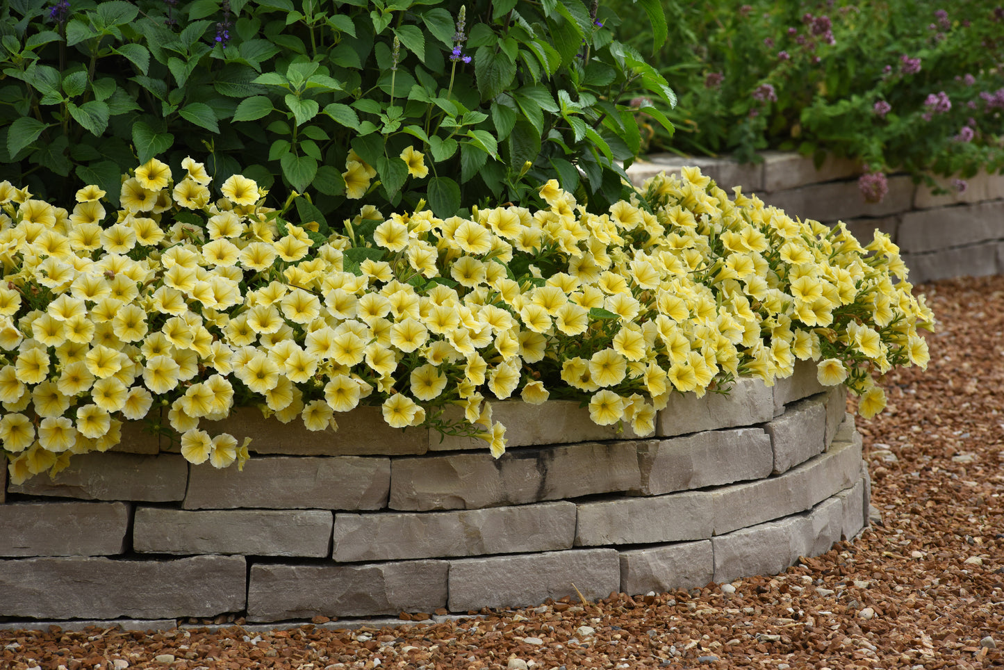 Petunia Bee's Knees (5" pot)