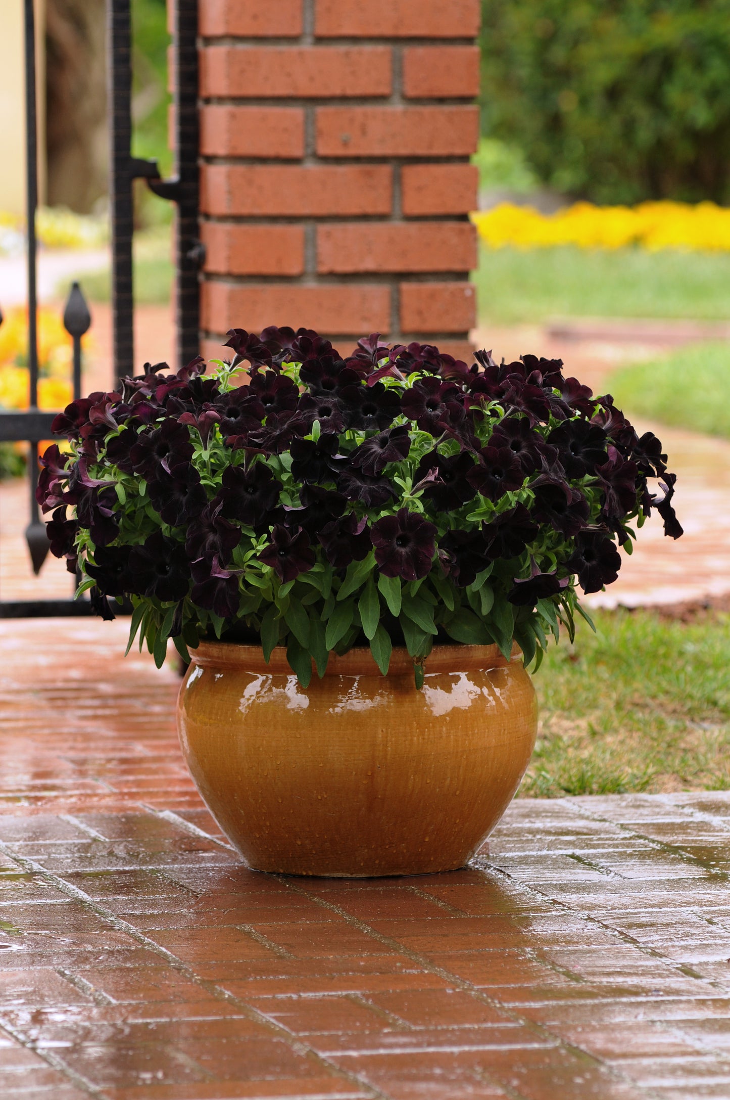 Petunia Black Magic (5" pot)
