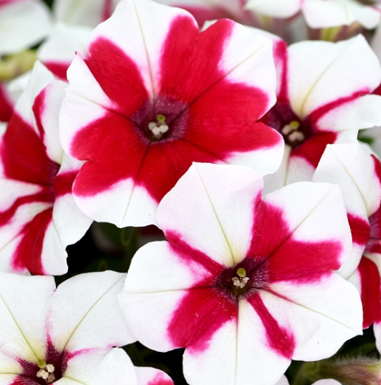 Petunia Cherries Jubilee (5" pot)