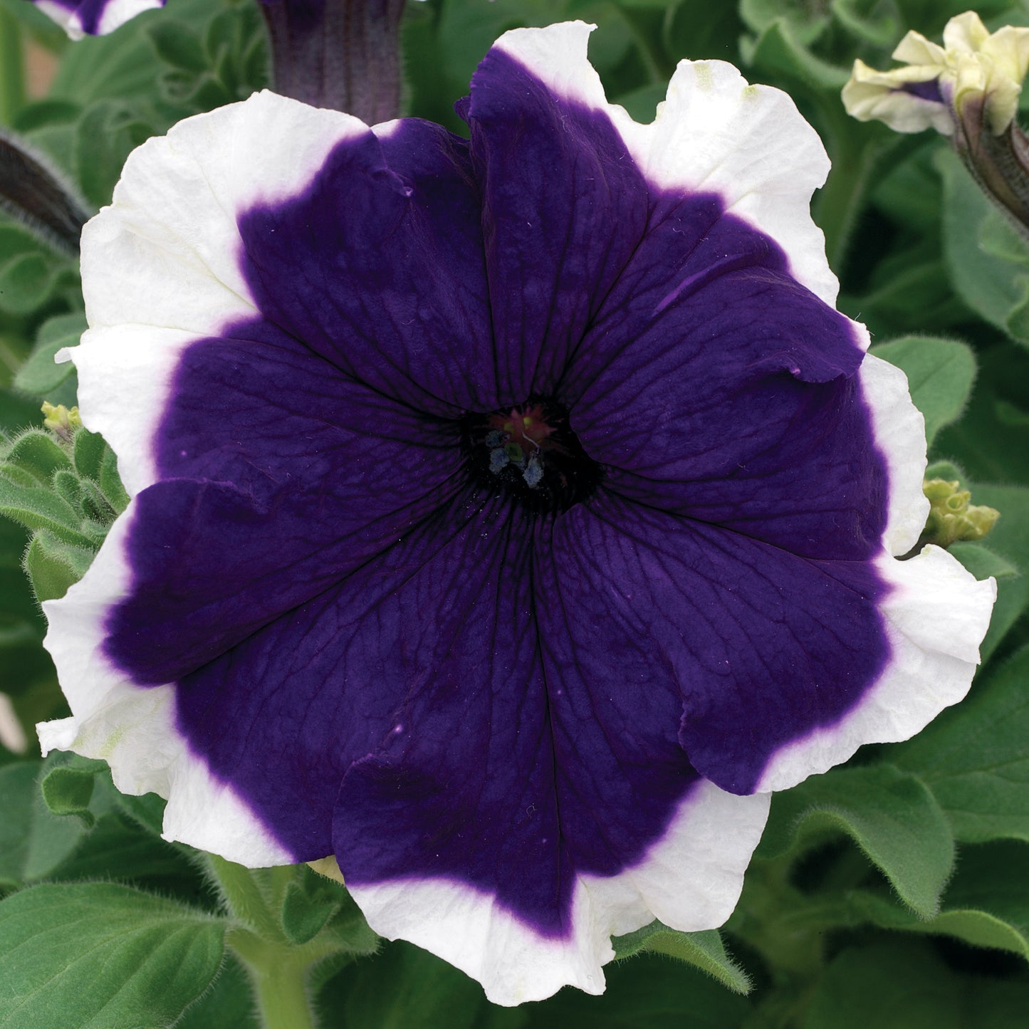 Petunia Frost Blue (3-pack)