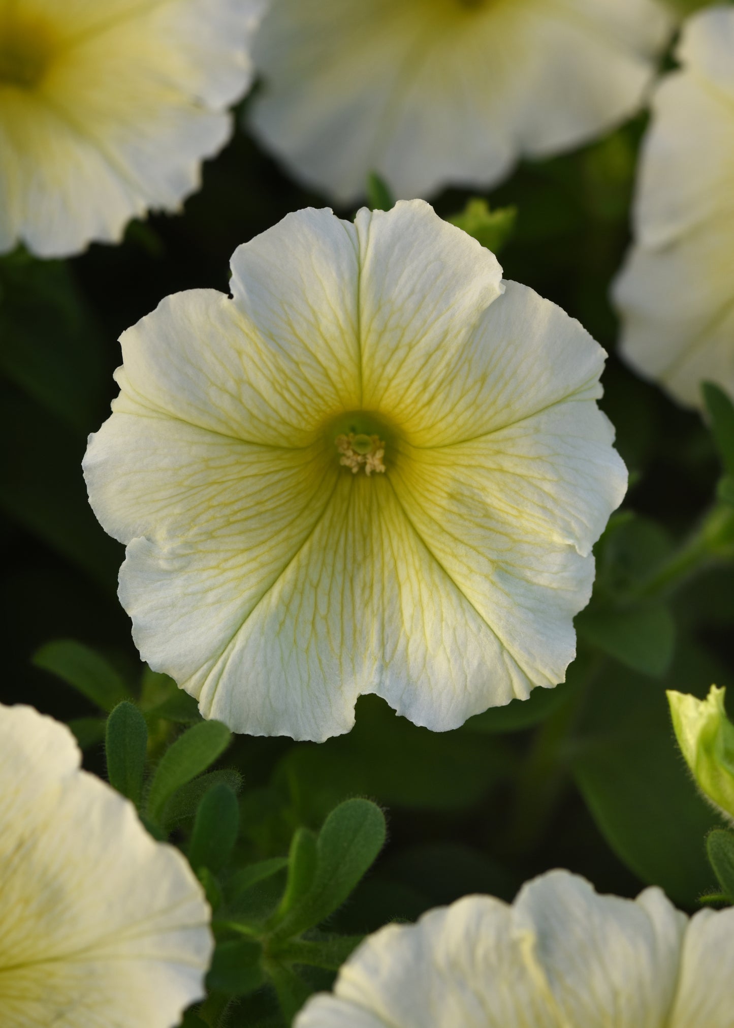 Petunia Yellow (3-pack)