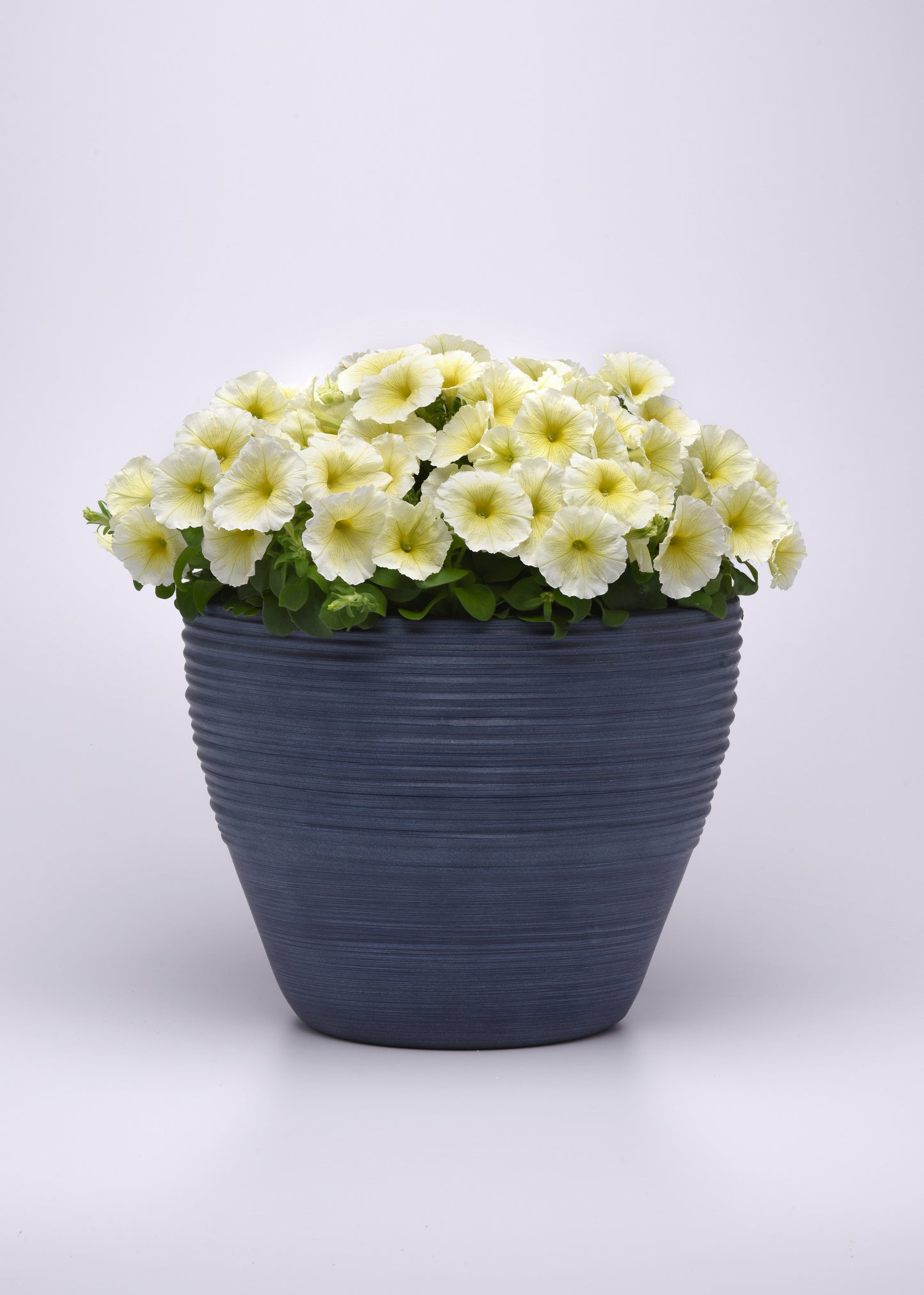 Petunia Yellow (3-pack)