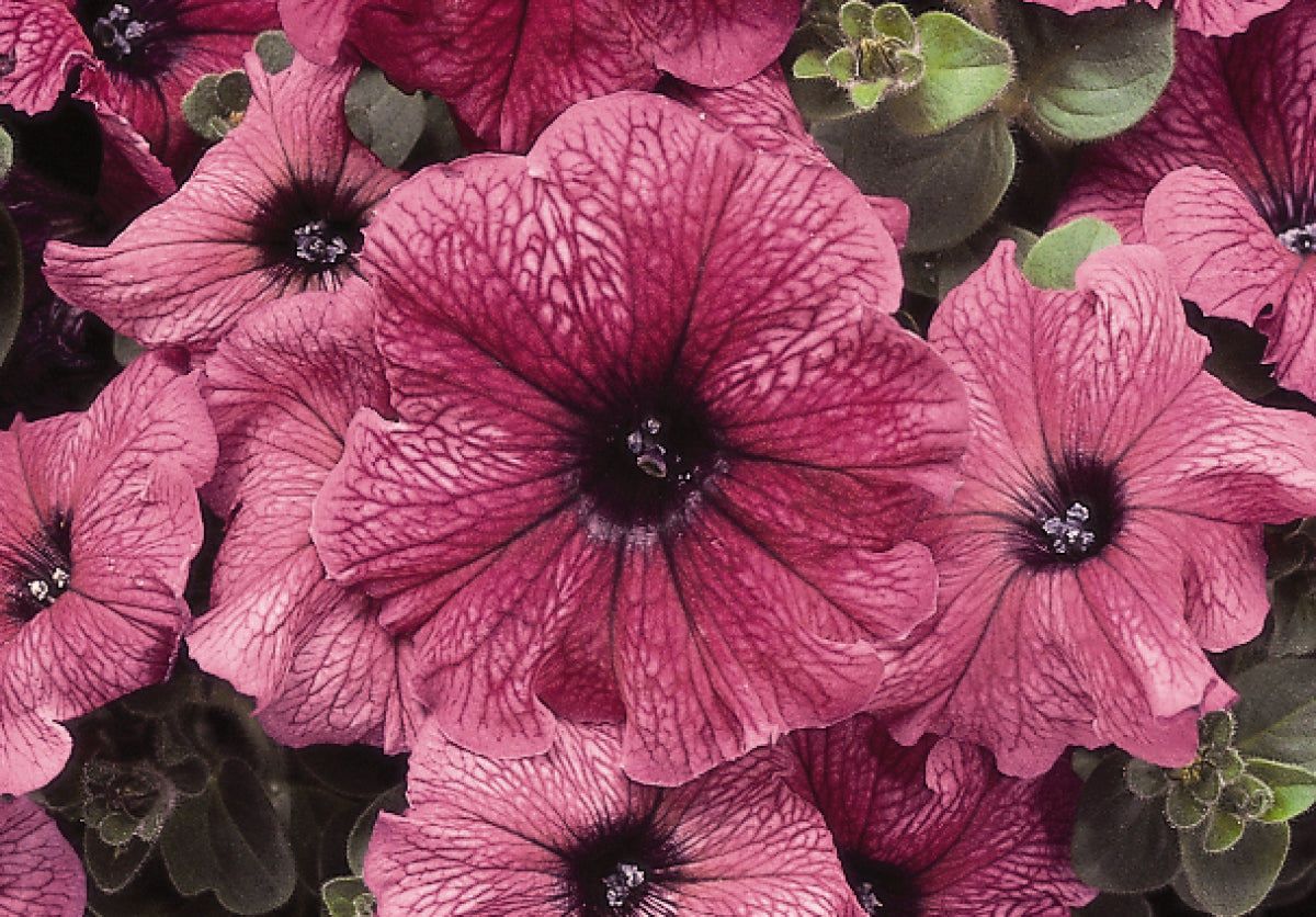 Petunia Plum (3-pack)